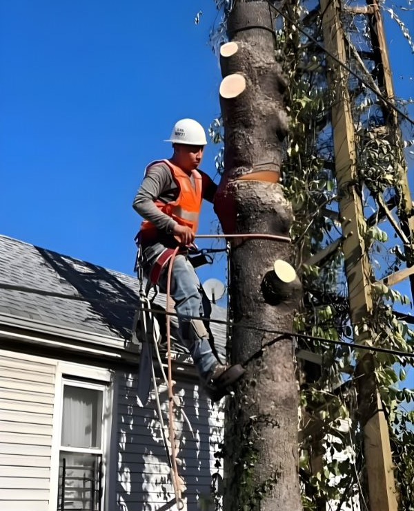 Tree topping service